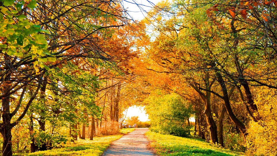 Ultra HD Landscape Wallpaper 558 document preview