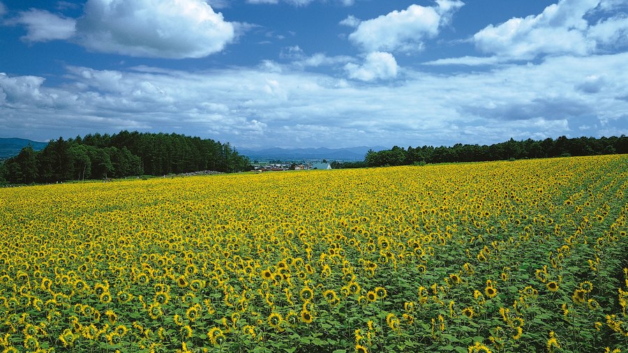 Ultra HD Landscape Wallpaper 798 document preview